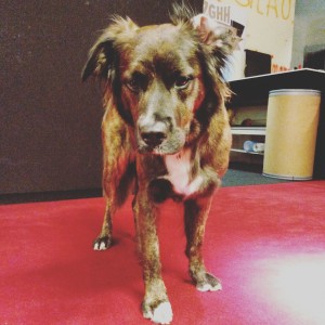 Mila der Agenturhund