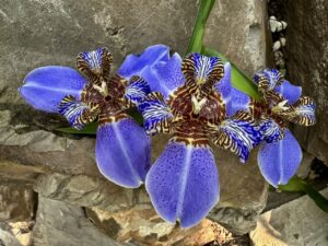 Details aus dem Palmengarten_3