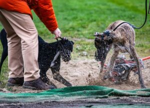 Bewegungsstudie beim Windhundrennen_3