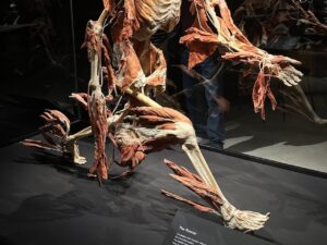 Körperwelten_Ausstellung_1