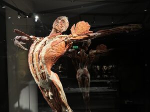 Körperwelten_Ausstellung_3