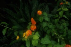 Schmetterlingshaus Palmengarten